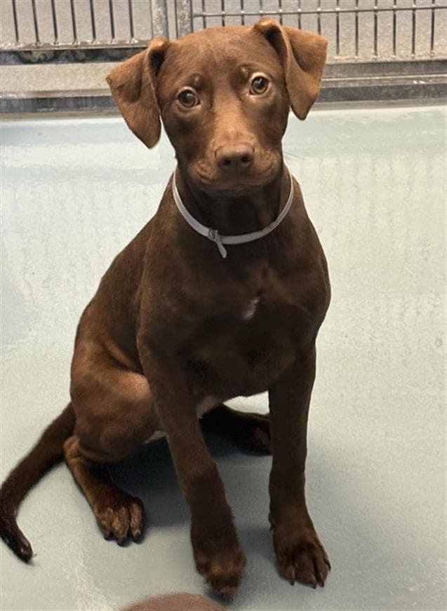 Cherry - Labrador Retriever