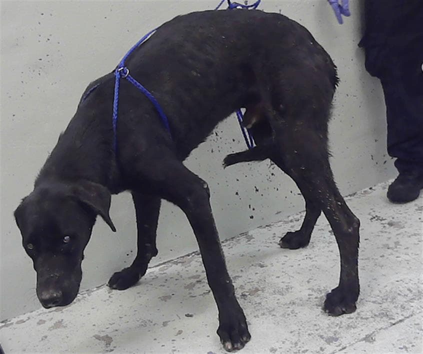 Patas - Great Dane