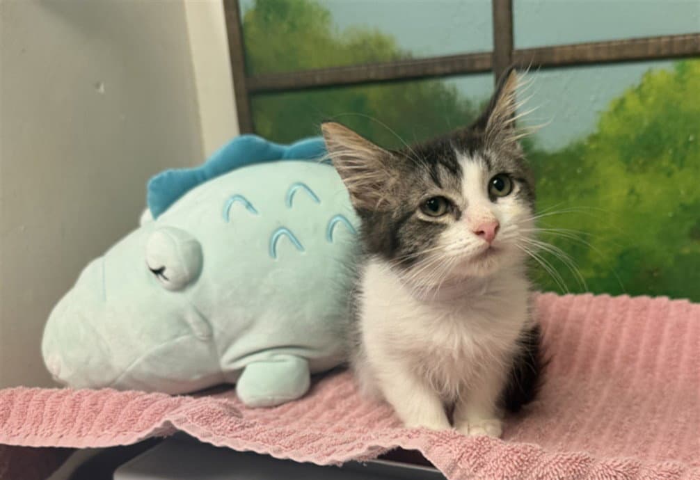 Unknown - Domestic Short Hair