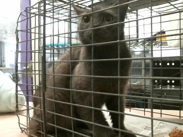 Unknown - Russian Blue