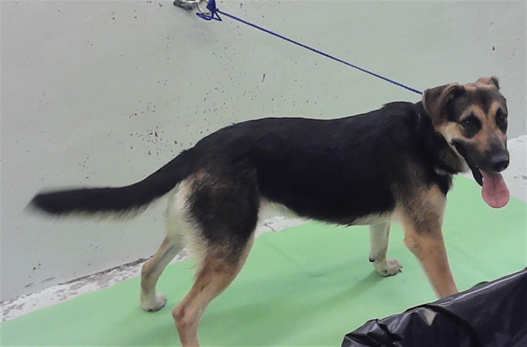 Unknown - German Shepherd Dog