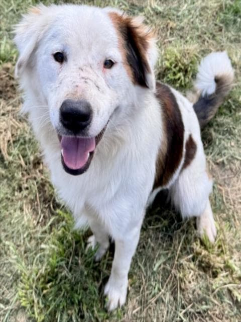 Jerry - Border Collie