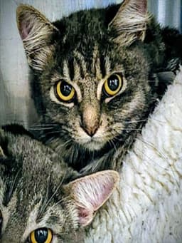 Callie image 1