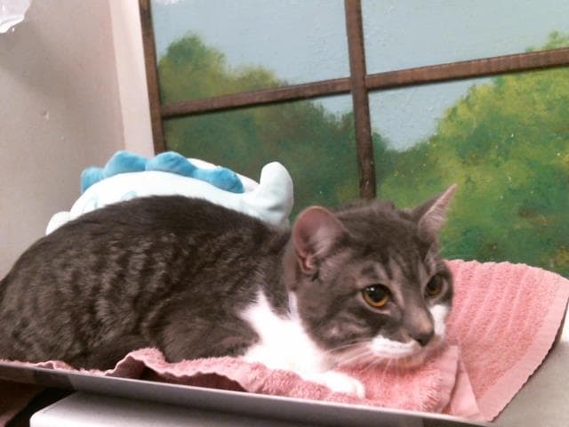 Melvin - Domestic Short Hair