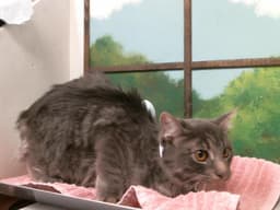 Louie image 1