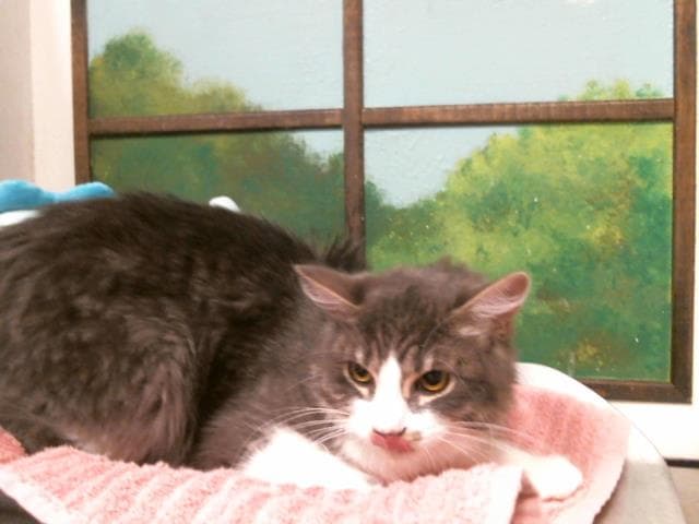 Archie - Domestic Long Hair