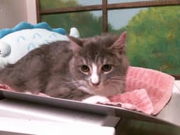 Cleo image 1