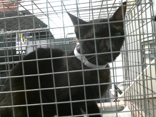 Blanco - Domestic Short Hair