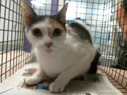 Gigi image 1