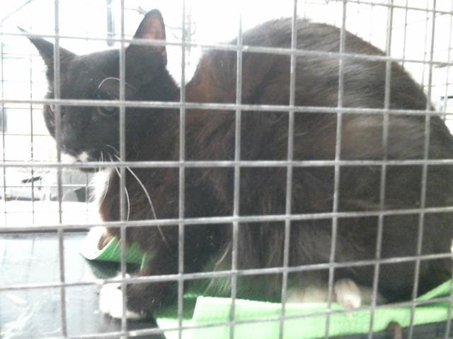 Unknown - Domestic Short Hair