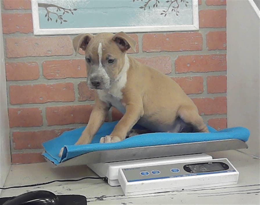 Hillary - Staffordshire Bull Terrier