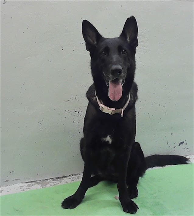 Jasmine - German Shepherd Dog