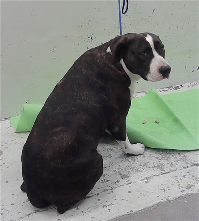 Chata - Staffordshire Bull Terrier