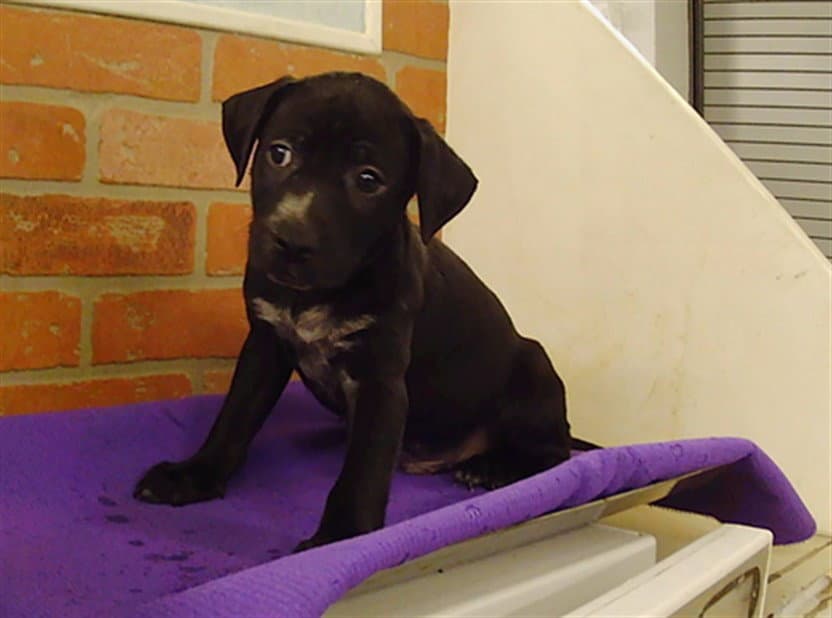 Germany - American Staffordshire Terrier
