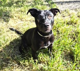 Sammy image 1