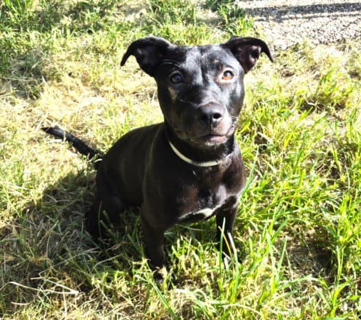 Sammy - Staffordshire Bull Terrier