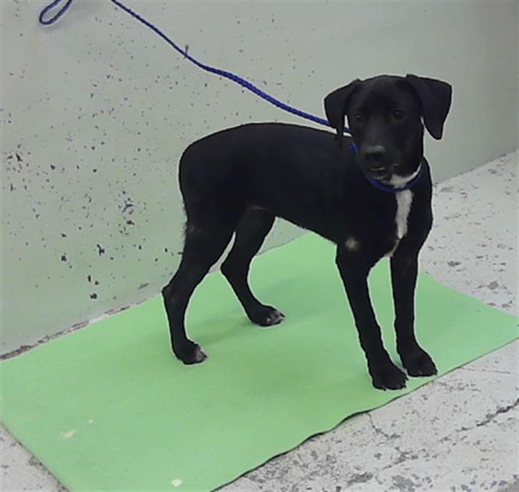 Zoey - Labrador Retriever