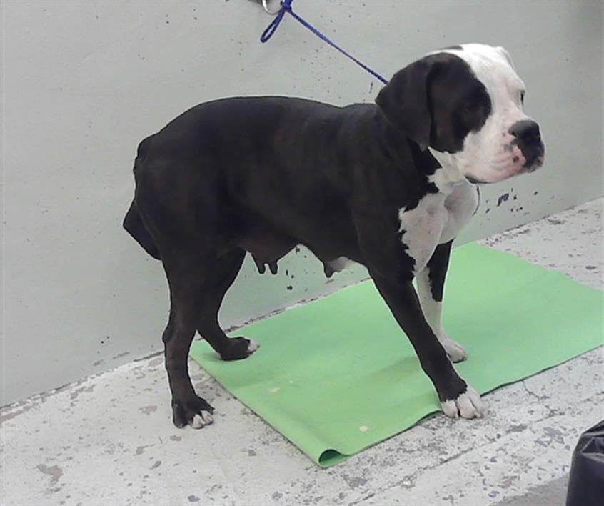 Marsha - Boxer