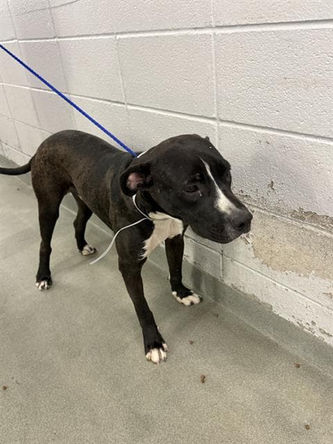 Pancho - Staffordshire Bull Terrier