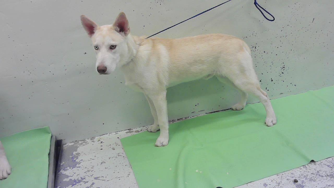 Guerry - Husky