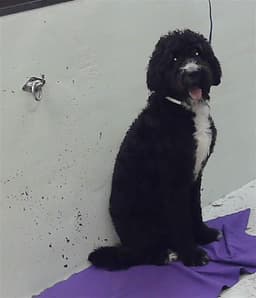 Hunter image 1