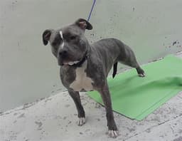 Bluey image 1