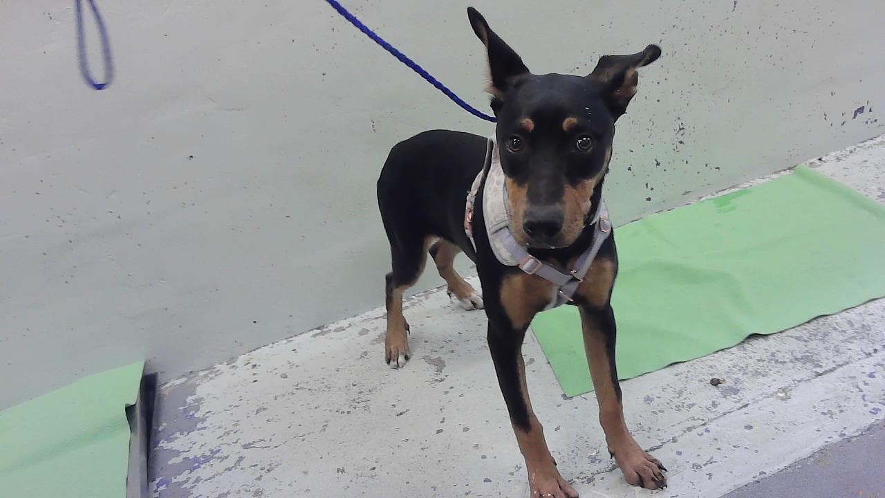 Honey - Doberman Pinscher