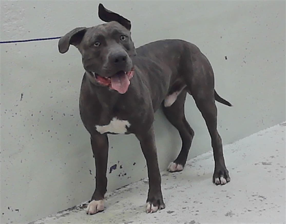 Pretzel - Staffordshire Bull Terrier