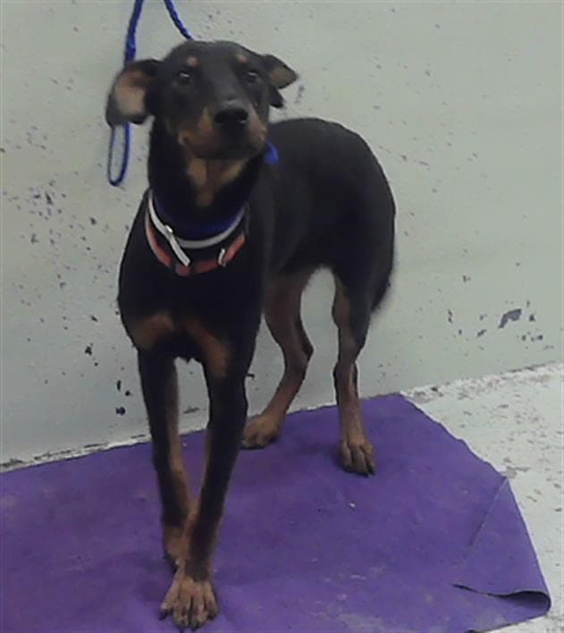 Unknown - Black and Tan Coonhound