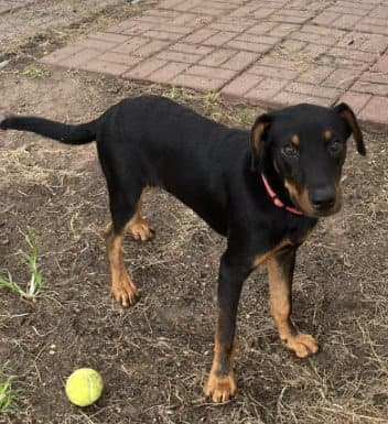 Unknown - Black and Tan Coonhound