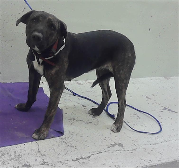 Beyonce - Staffordshire Bull Terrier