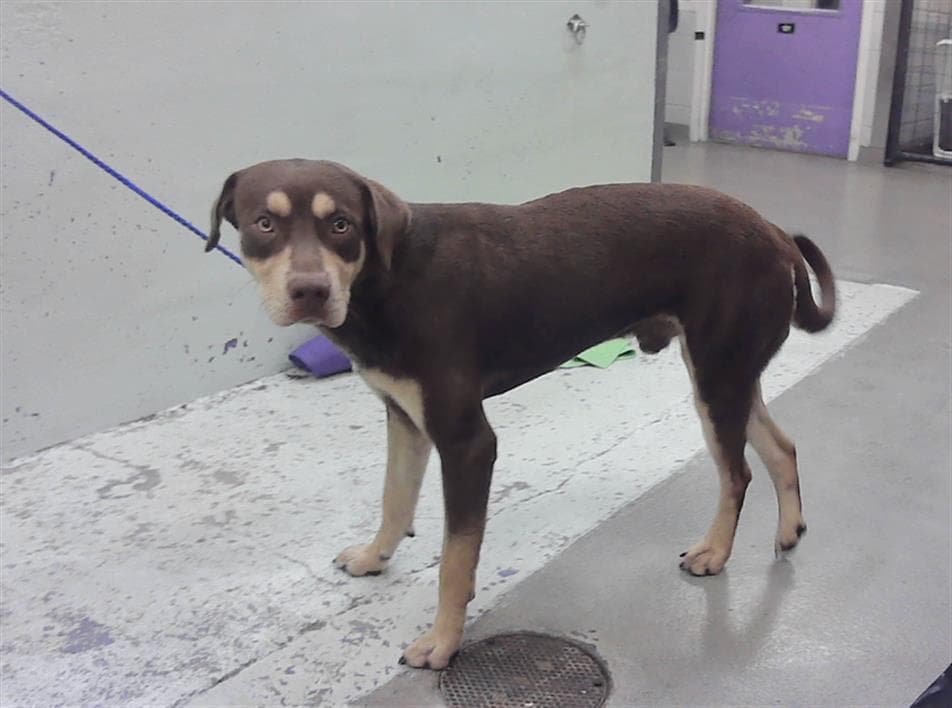 Maynor - Labrador Retriever