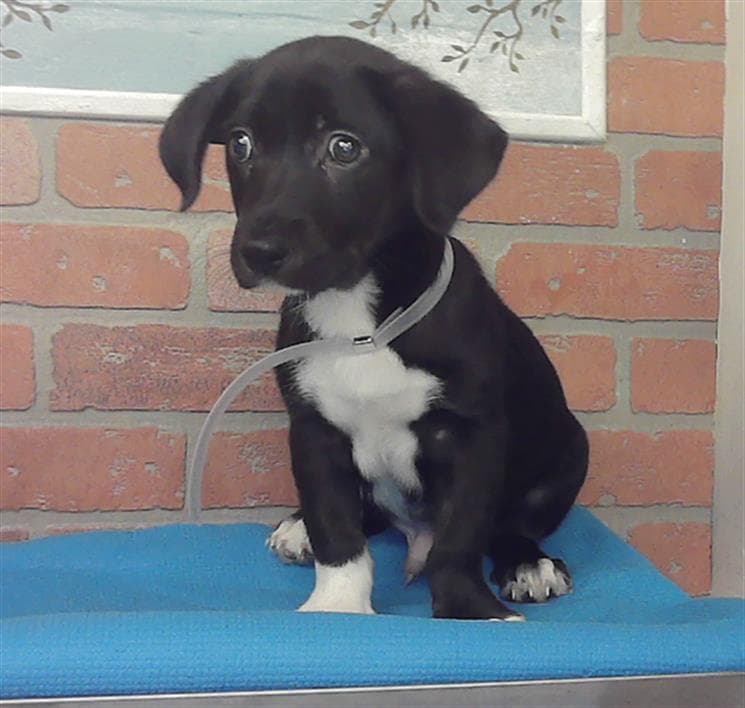 Unknown - Labrador Retriever