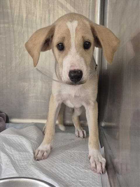 Caridon - Labrador Retriever
