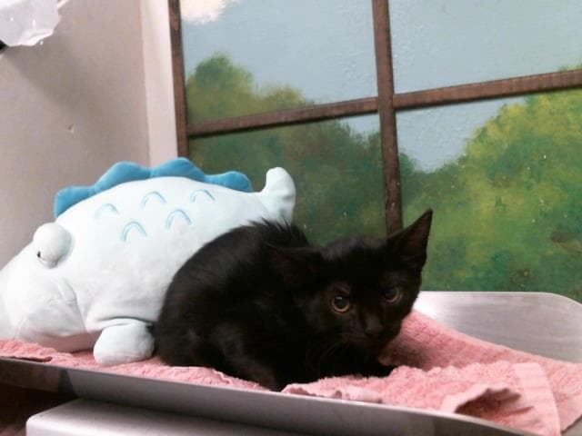 Unknown - Domestic Short Hair