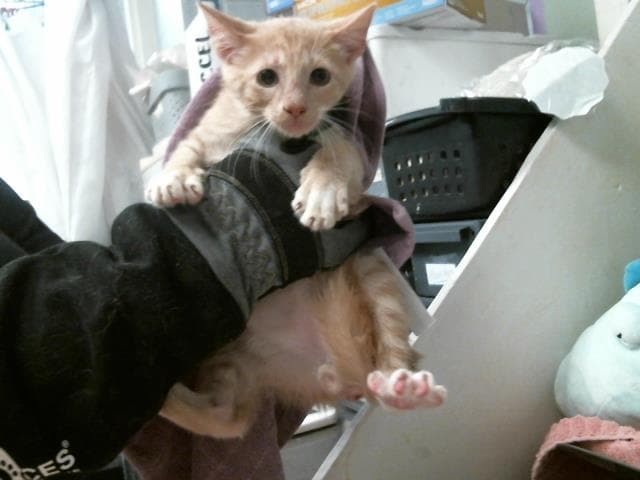 Unknown - Domestic Short Hair
