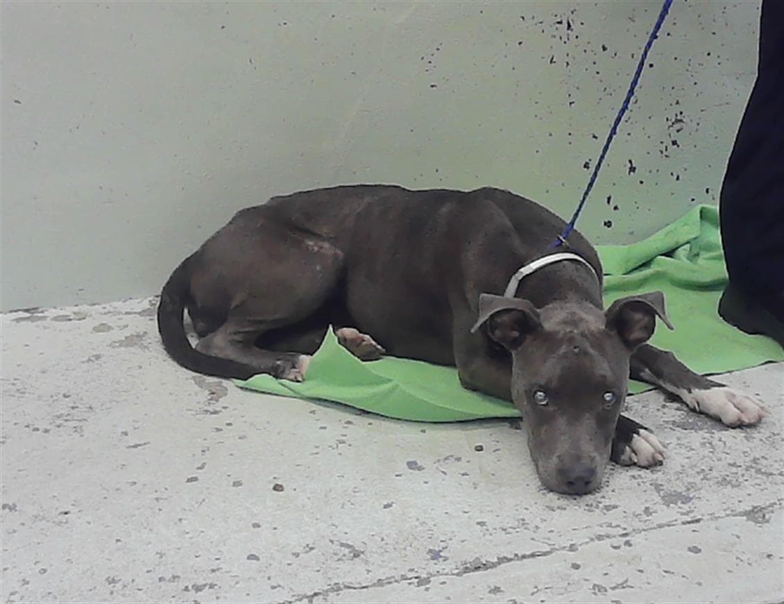Unknown - Staffordshire Bull Terrier