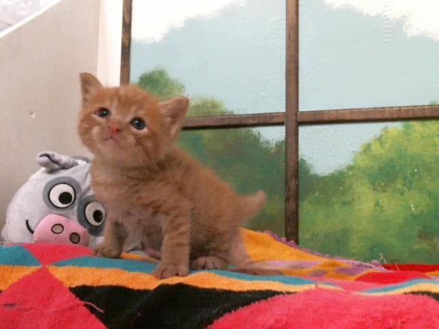 Andy - Domestic Short Hair
