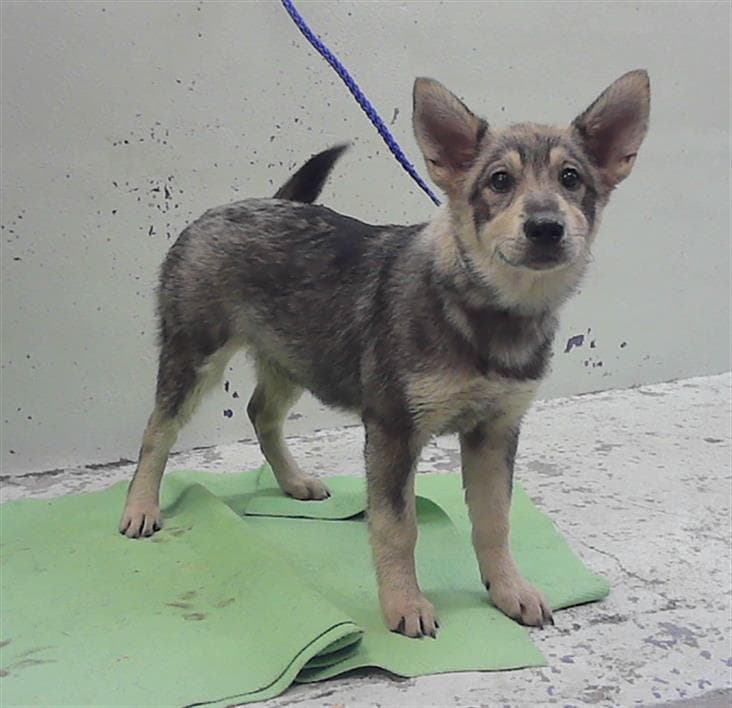 Unknown - Siberian Husky