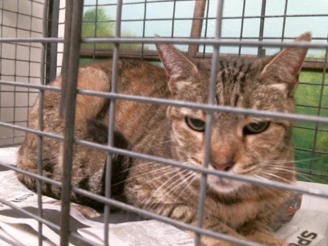 Unknown - Domestic Short Hair