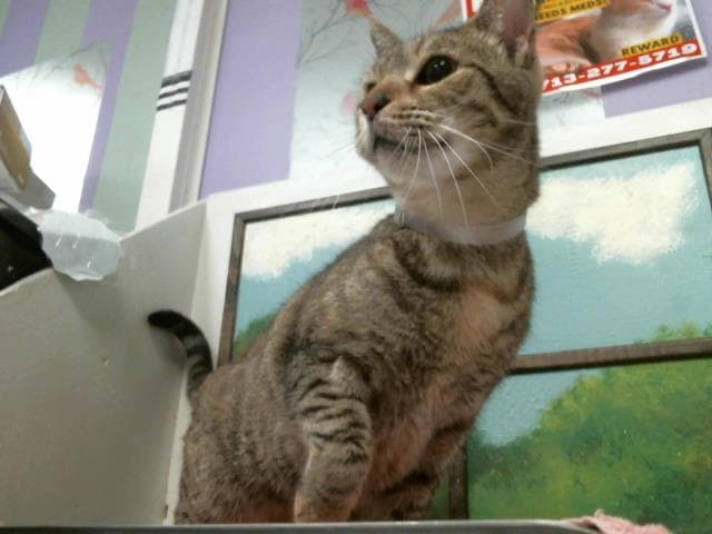 Unknown - Domestic Short Hair
