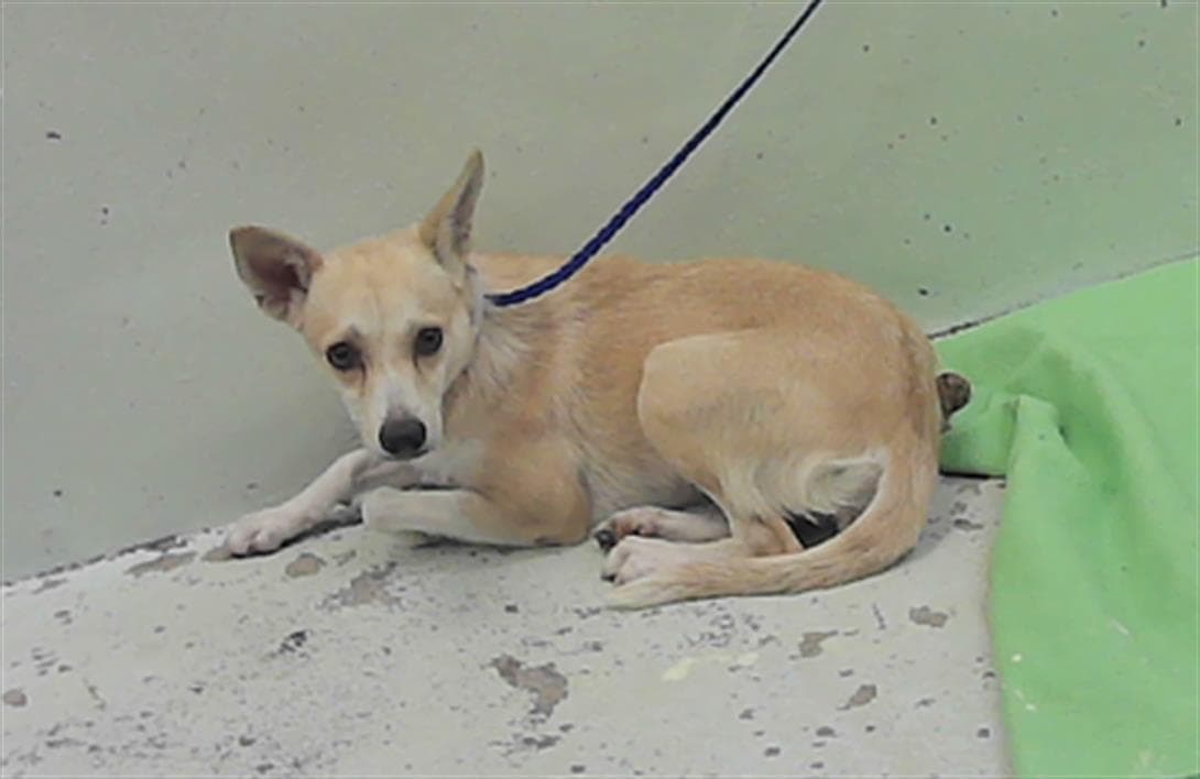 Chiqui - Chihuahua