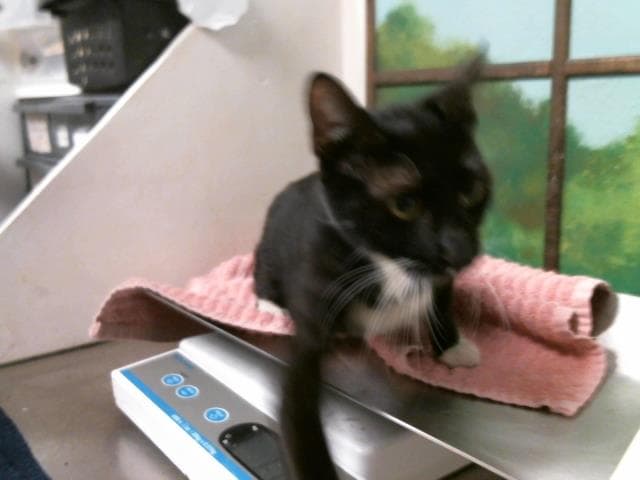 Unknown - Domestic Short Hair