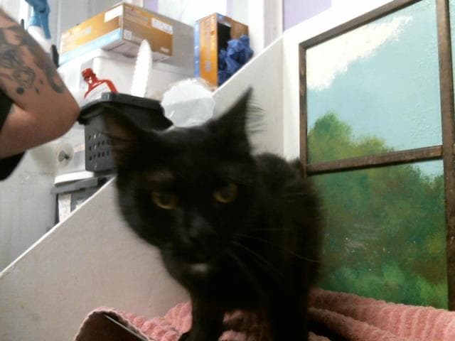 Unknown - Domestic Short Hair