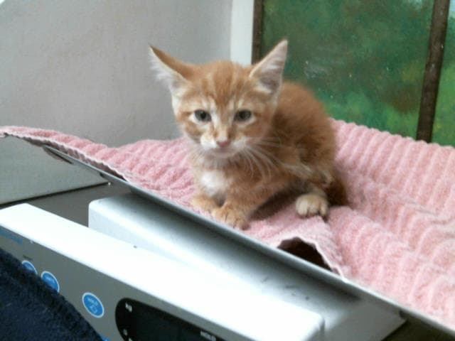 Unknown - Domestic Short Hair