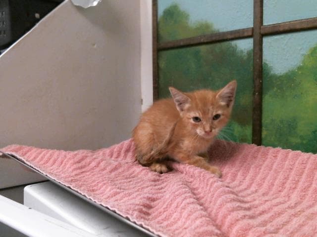 Unknown - Domestic Short Hair