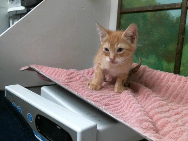 Unknown - Domestic Short Hair