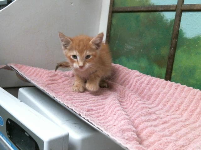 Unknown - Domestic Short Hair