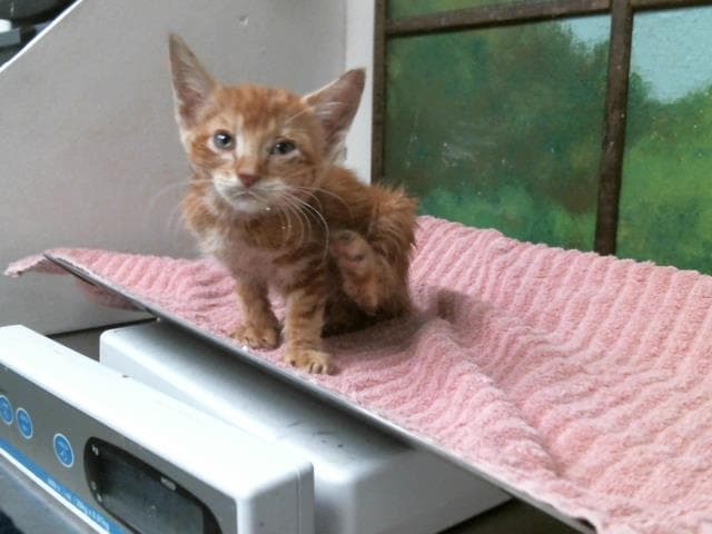 Unknown - Domestic Short Hair