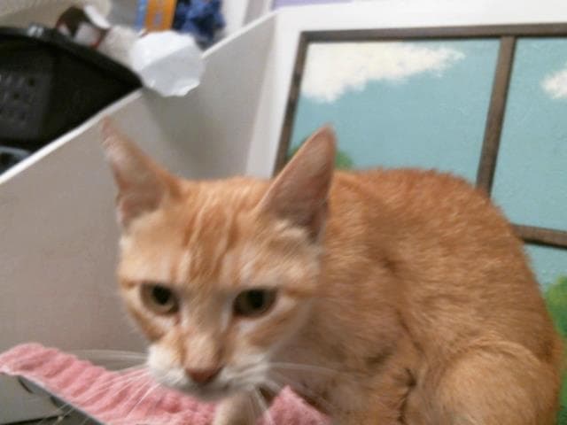 Unknown - Domestic Short Hair